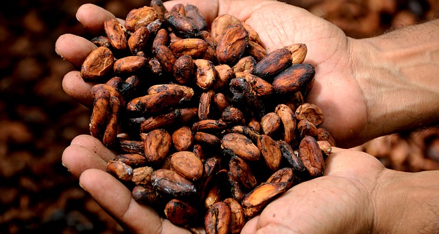 kakaové boby v dlani