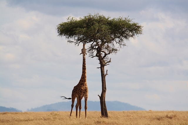 žirafa pod stromem
